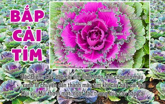 bột bắp cải tím nguyên chất 100% đảm bảo chứng nhận VSATTP